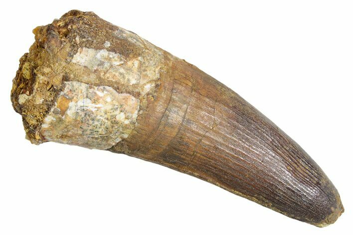 Real Fossil Spinosaurus Tooth - Large Dinosaur Tooth #360449